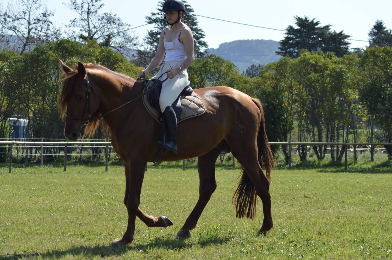 Hengst PRE Puur Ras Spaans Te koop 2021 Vos ,  Maximo Onix (Palomino &mdash; 2017)