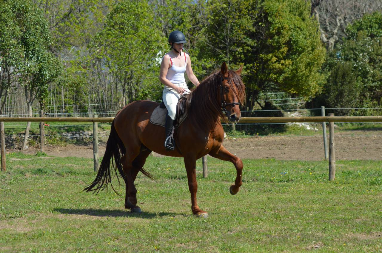 Hengst PRE Puur Ras Spaans Te koop 2021 Vos ,  Maximo Onix (Palomino &mdash; 2017)