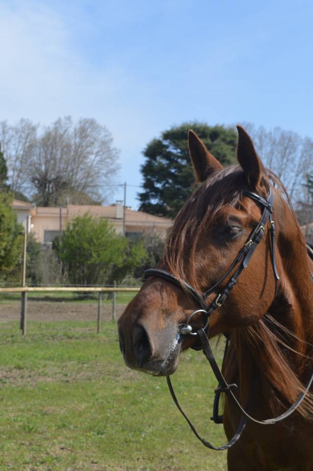 Hengst PRE Puur Ras Spaans Te koop 2021 Vos ,  Maximo Onix (Palomino &mdash; 2017)