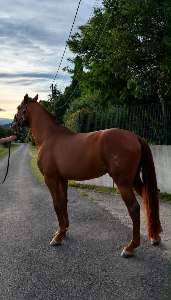 Hengst PRE Puur Ras Spaans Te koop 2021 Vos ,  Maximo Onix (Palomino &mdash; 2017)
