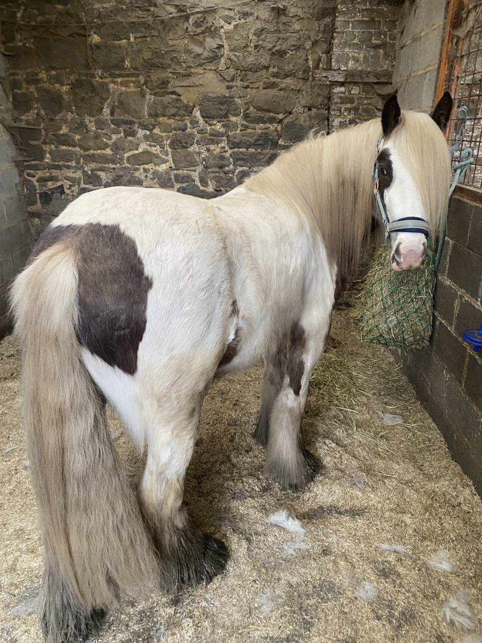 Ruin Andere pony rassen Te koop 2023 Bont
