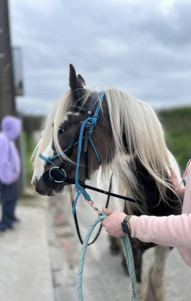 Ruin Andere pony rassen Te koop 2023 Bont