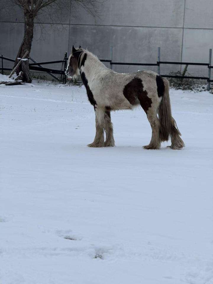 Ruin Andere pony rassen Te koop 2023 Bont