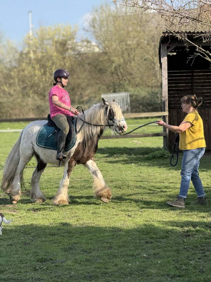 Ruin Andere pony rassen Te koop 2023 Bont
