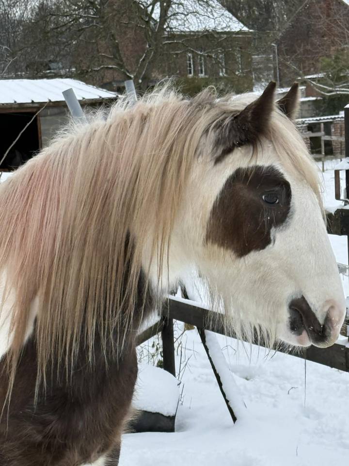 Ruin Andere pony rassen Te koop 2023 Bont