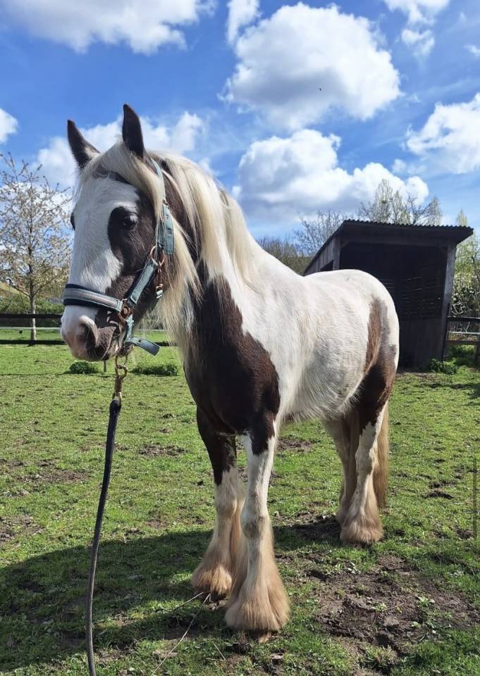Ruin Andere pony rassen Te koop 2023 Bont