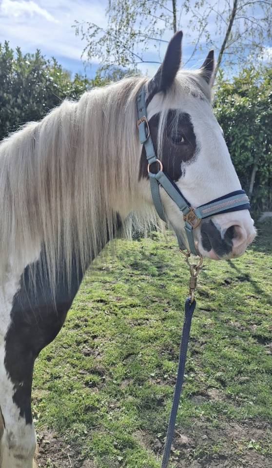 Ruin Andere pony rassen Te koop 2023 Bont