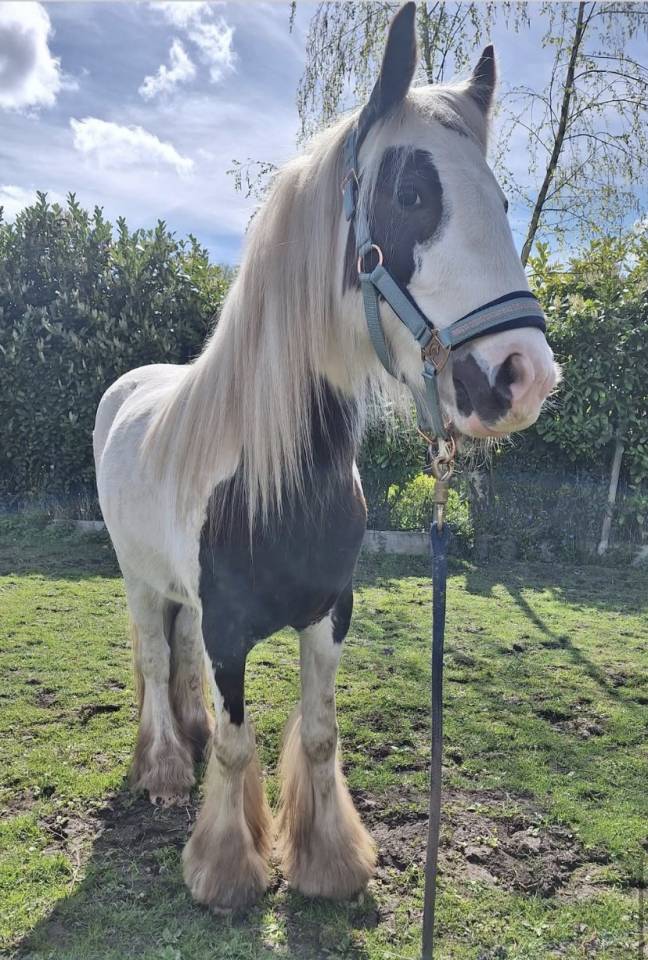 Ruin Andere pony rassen Te koop 2023 Bont