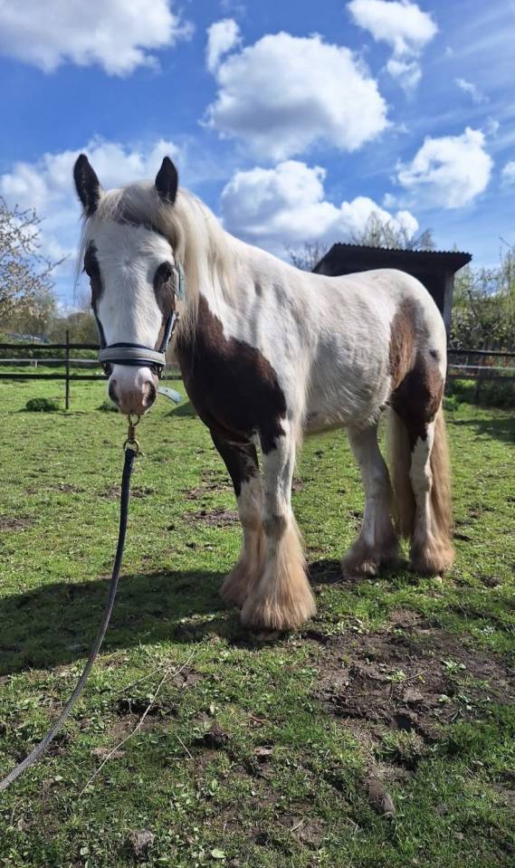 Ruin Andere pony rassen Te koop 2023 Bont