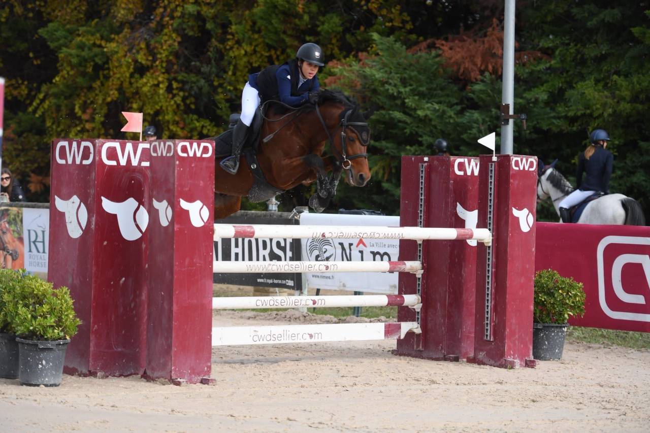 Ruin Belgische pony Te koop 2016 Donker bruin / bai