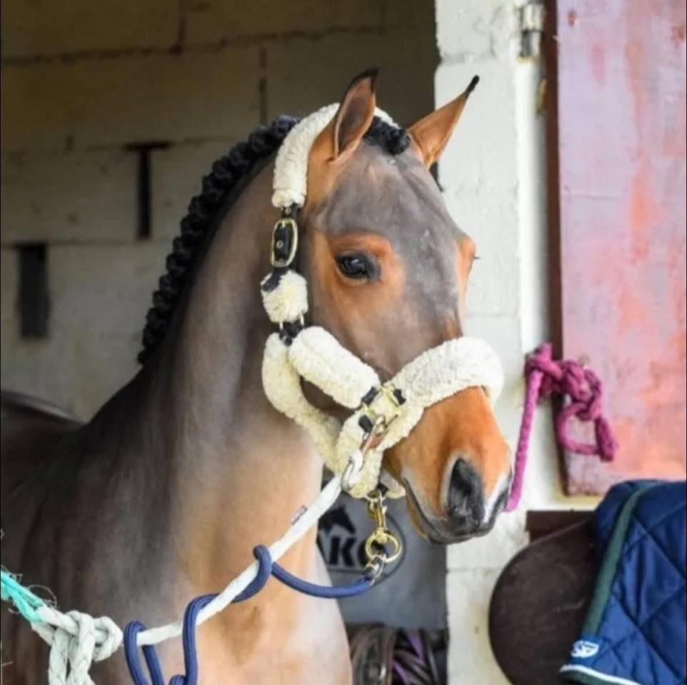 Ruin Belgische pony Te koop 2016 Donker bruin / bai