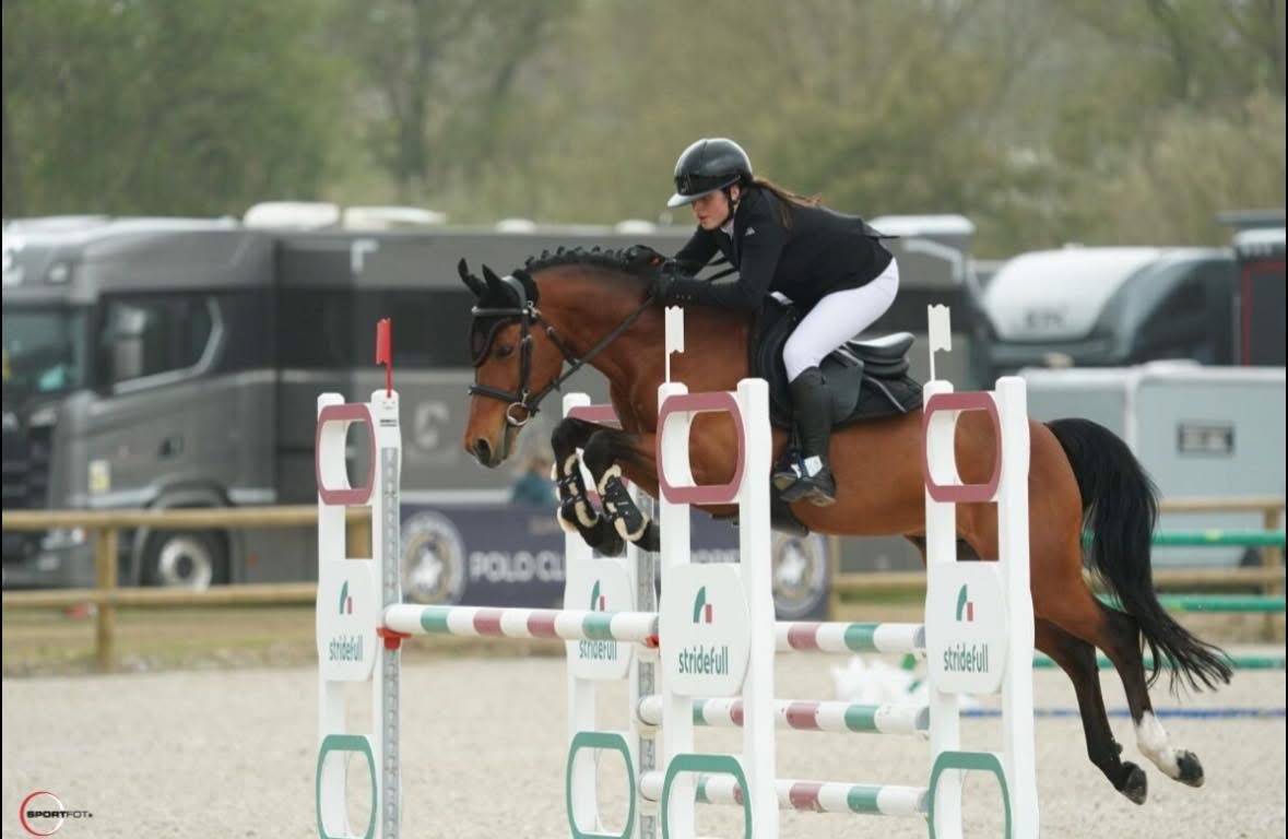 Ruin Belgische pony Te koop 2016 Donker bruin / bai