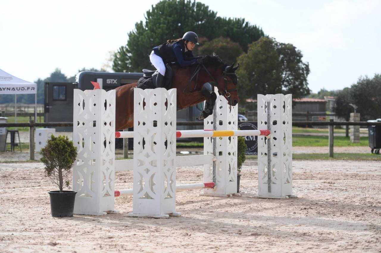 Ruin Belgische pony Te koop 2016 Donker bruin / bai