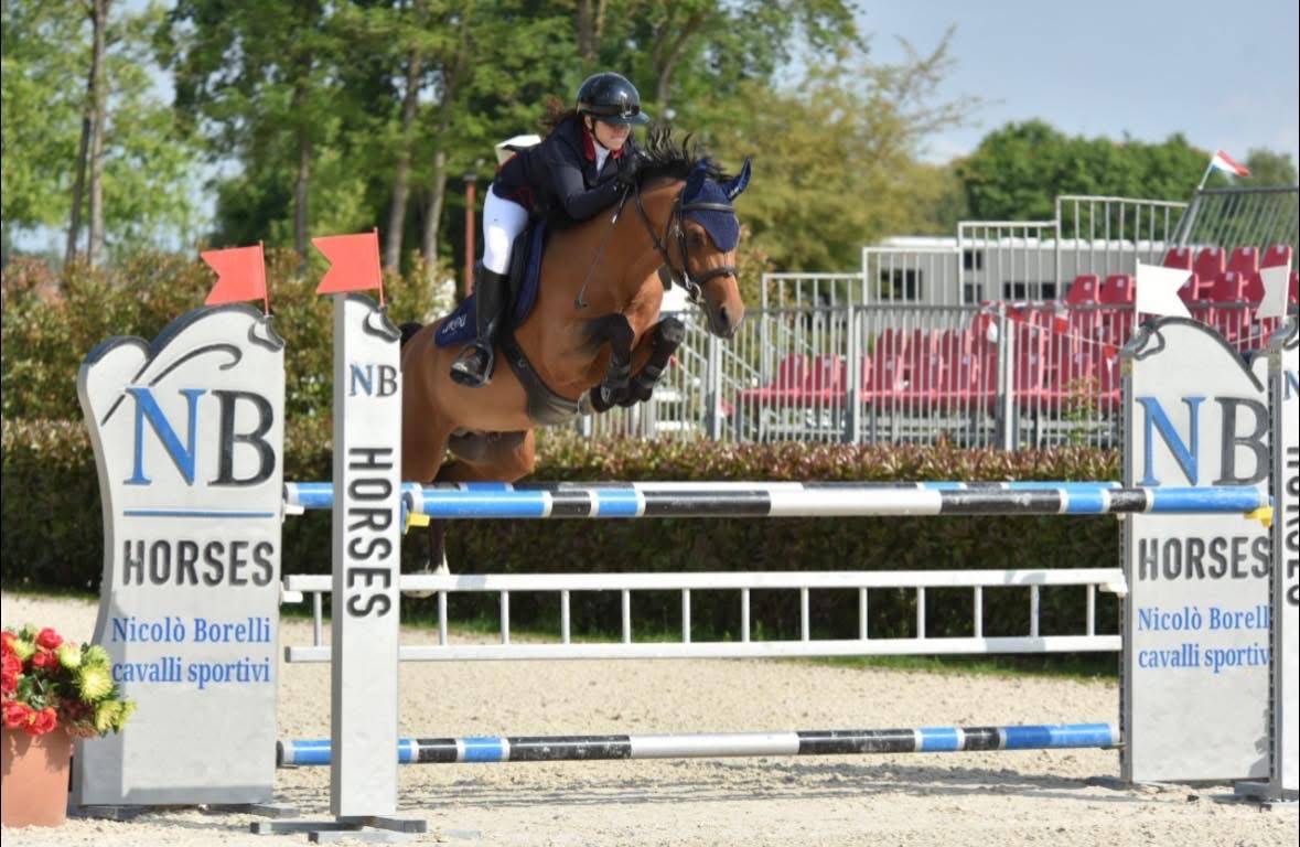 Ruin Belgische pony Te koop 2016 Donker bruin / bai