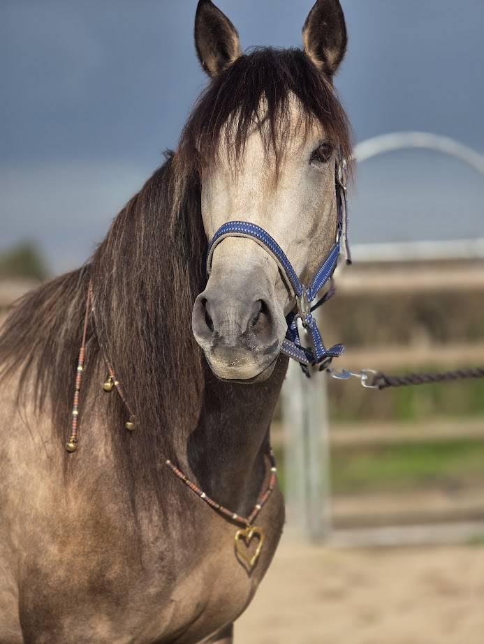 Ruin PRE Puur Ras Spaans Te koop 2022 Isabel