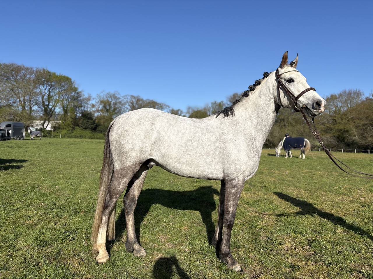 Ruin Franse rijpony PFS Te koop 2021 Schimmel