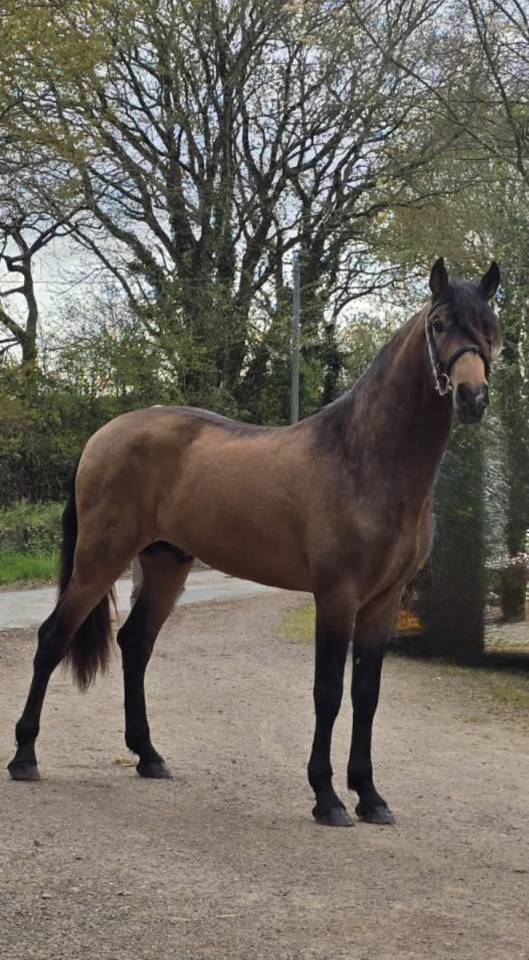 Hengst PRE Puur Ras Spaans Te koop 2022 Isabel ,  FISCAL AG