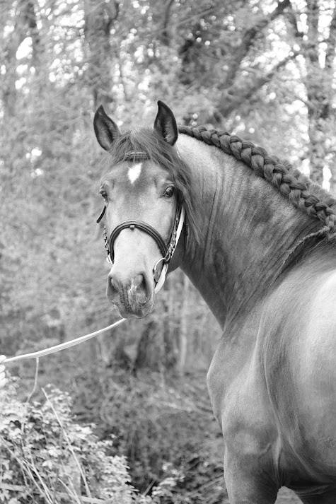 Hengst PRE Puur Ras Spaans Te koop 2022 Isabel ,  FISCAL AG