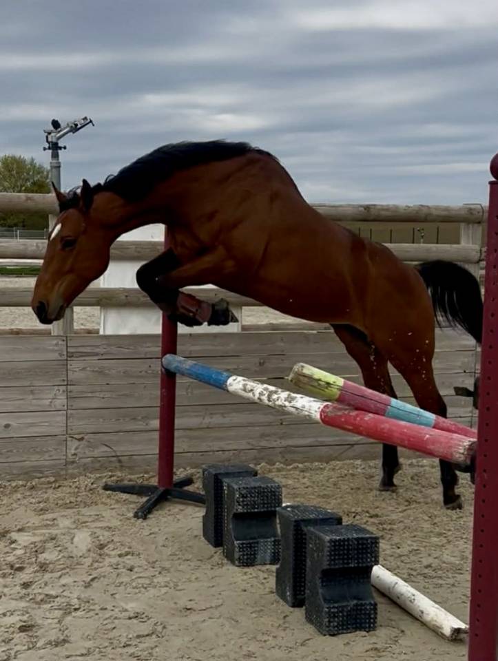 Ruin Volbloed Te koop 2021 Donker bruin / bai