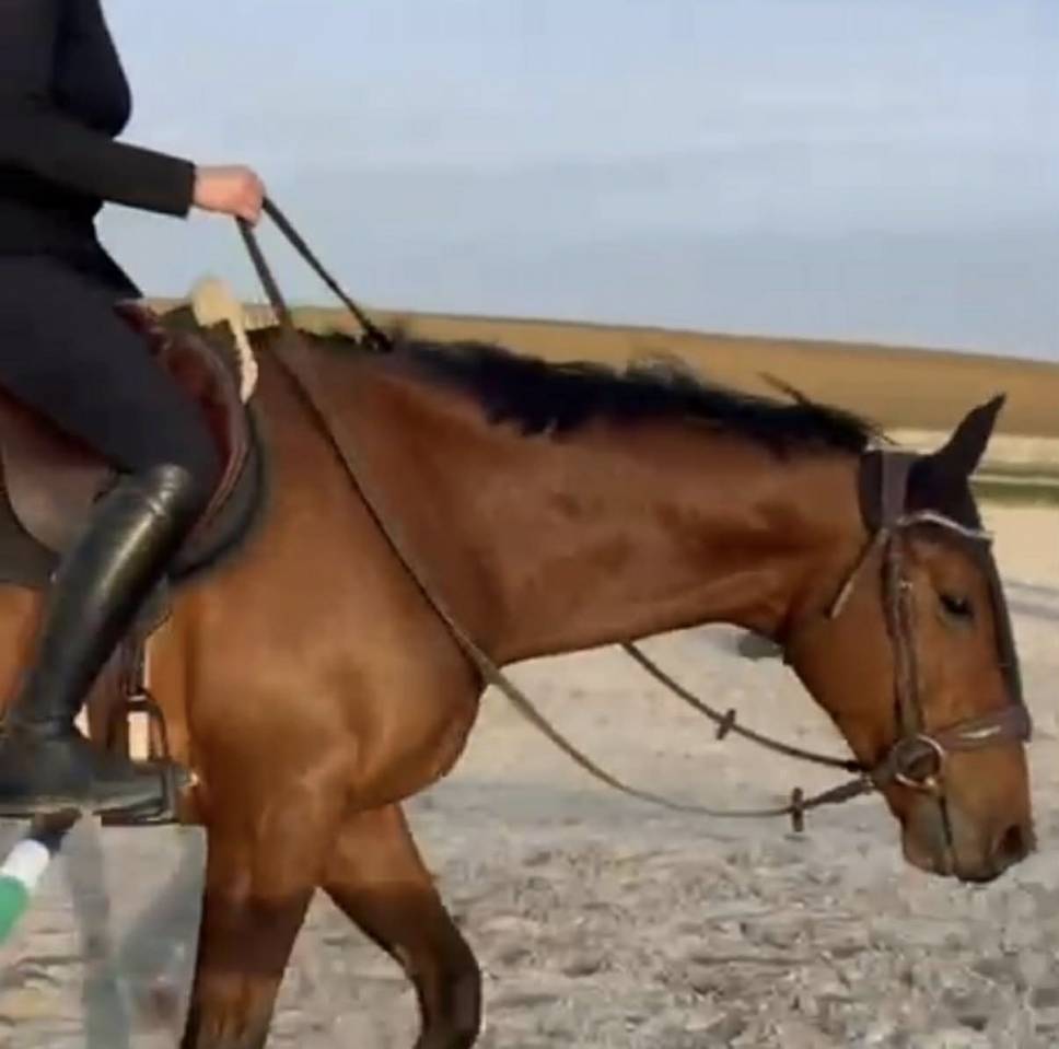 Ruin Volbloed Te koop 2021 Donker bruin / bai