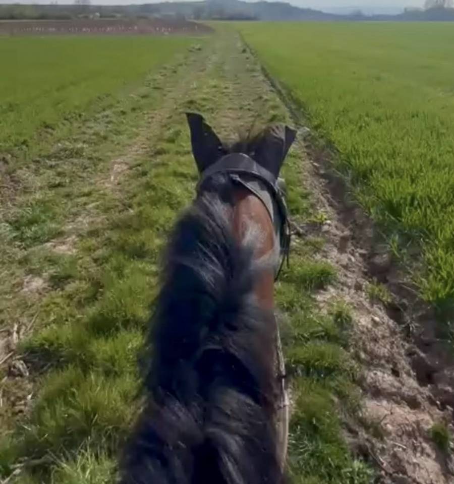 Ruin Volbloed Te koop 2021 Donker bruin / bai