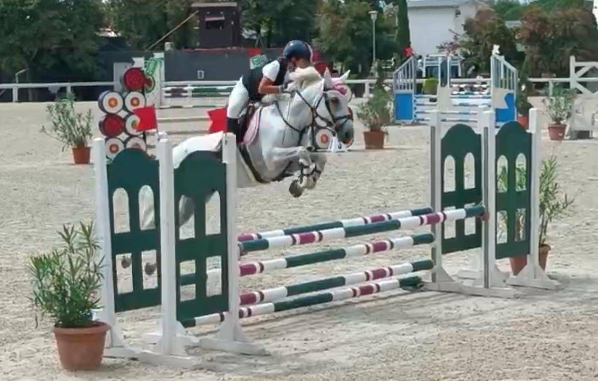 Merrie Connemara Te koop 2011 Schimmel