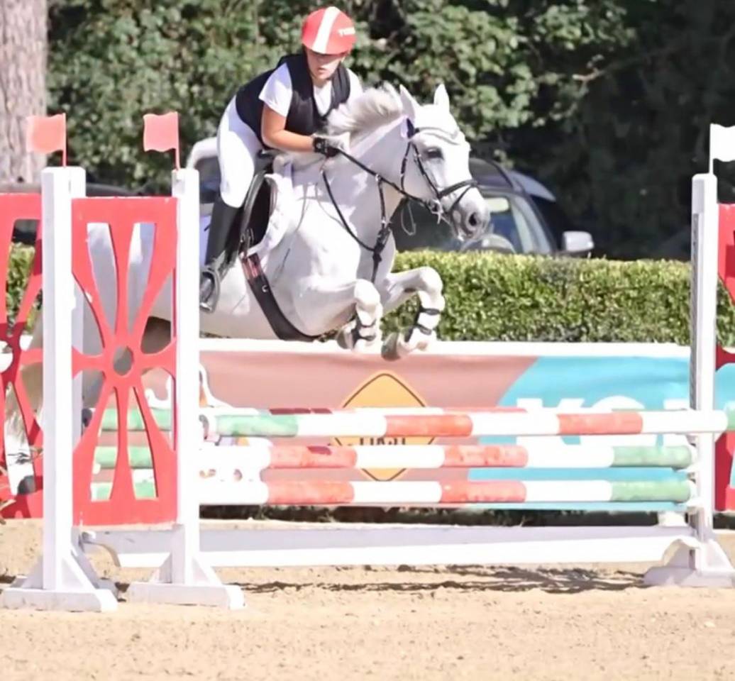 Merrie Connemara Te koop 2011 Schimmel