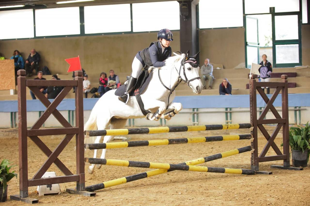 Merrie Connemara Te koop 2011 Schimmel