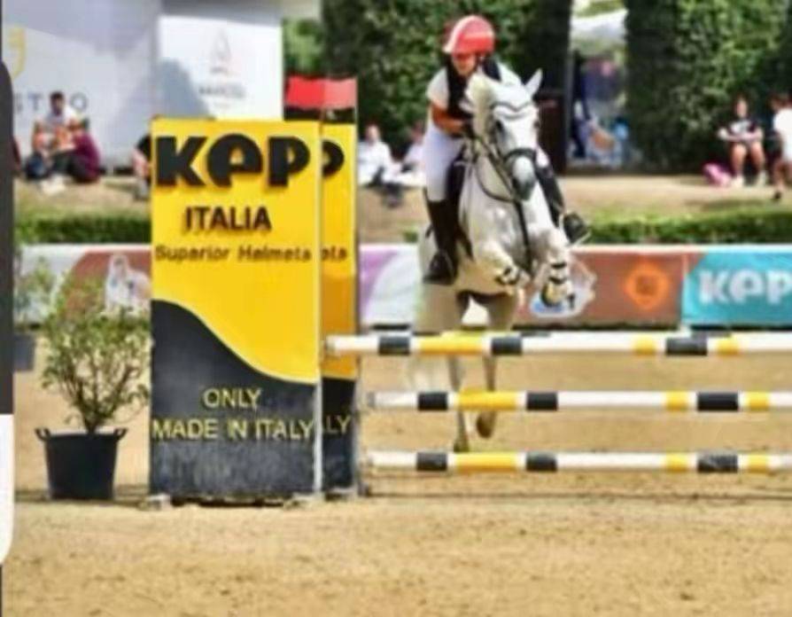 Merrie Connemara Te koop 2011 Schimmel