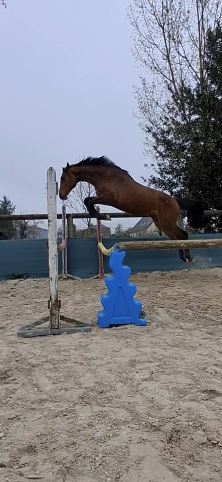 Merrie Selle Fran&ccedil;ais Te koop 2024 Donker bruin / bai ,  Cooper van&rsquo;t Heffinck