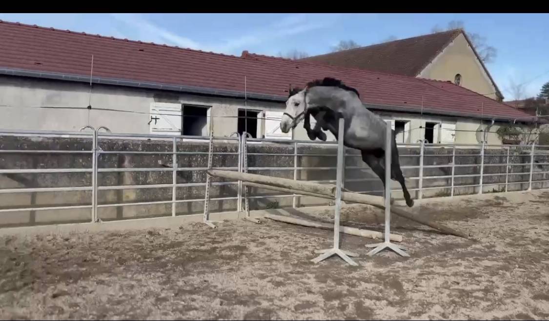 Hengst Selle Fran&ccedil;ais Te koop 2022 Schimmel ,  Catchar Mail