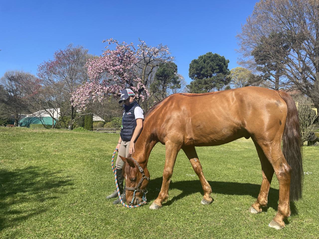 Ruin Connemara Te koop 2012 Vos ,  CORAL MISTY'S COMIC