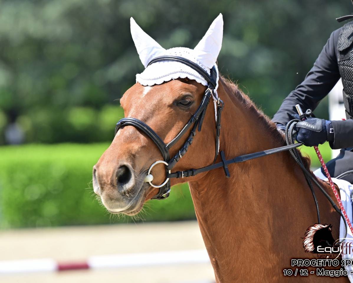 Ruin Connemara Te koop 2012 Vos ,  CORAL MISTY'S COMIC