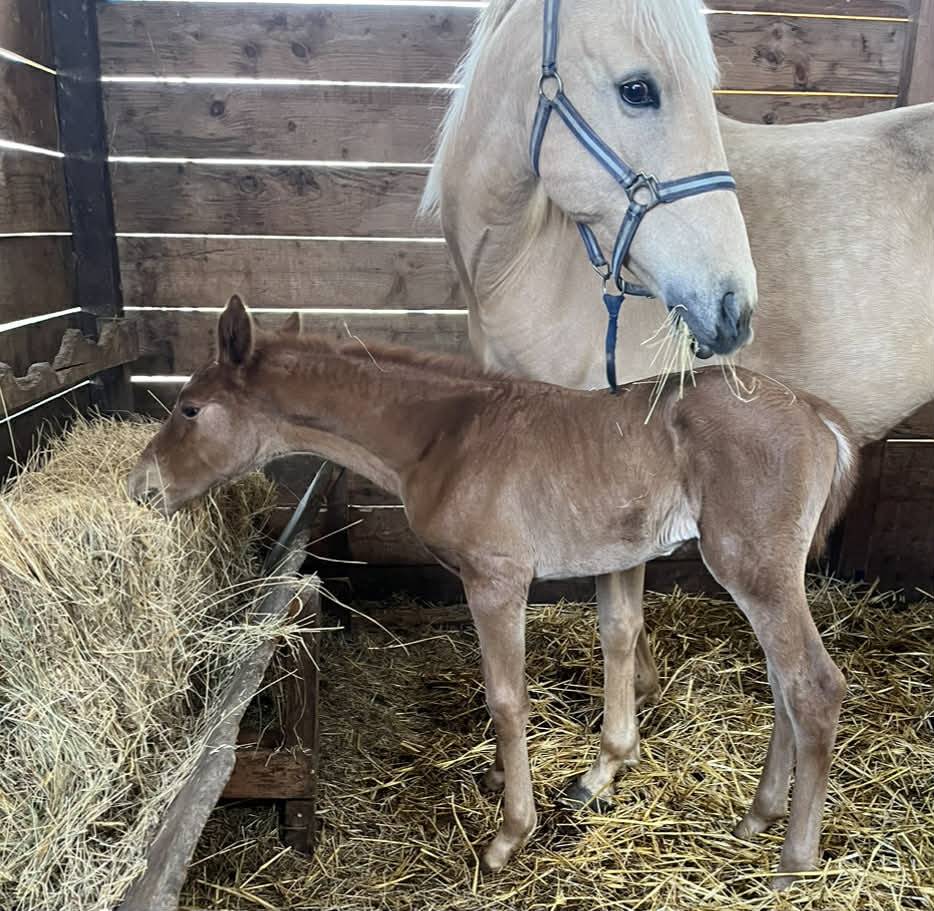 Veulen (vr) Selle Fran&ccedil;ais Te koop 2026 Vos