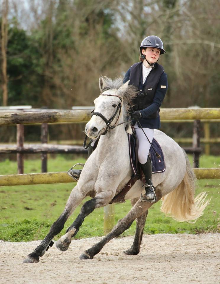 Merrie Connemara Te koop 2020 Schimmel ,  E Cinn