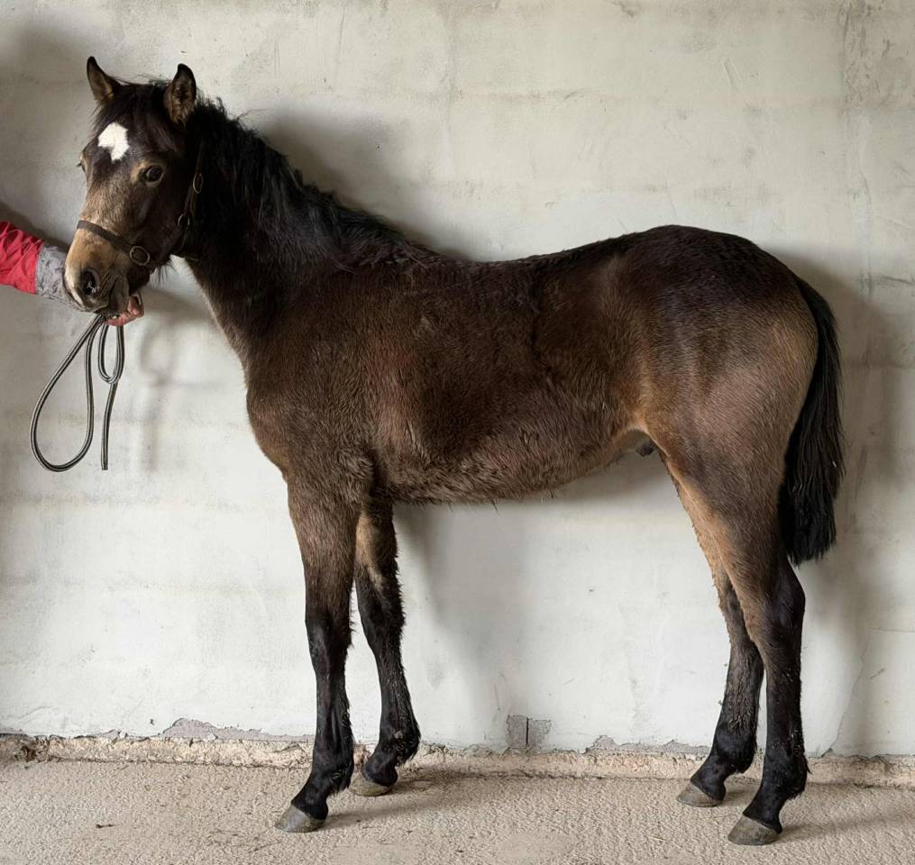 Hengst Franse rijpony PFS Te koop 2025 Isabel