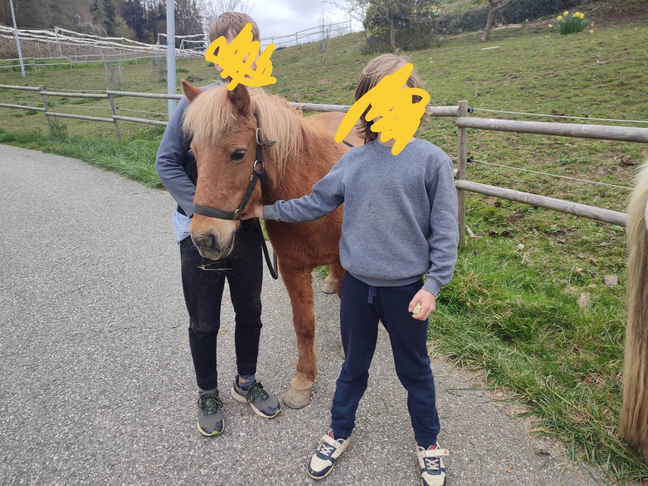 Merrie Bekend ras Te koop 2004 Donker bruin / bai