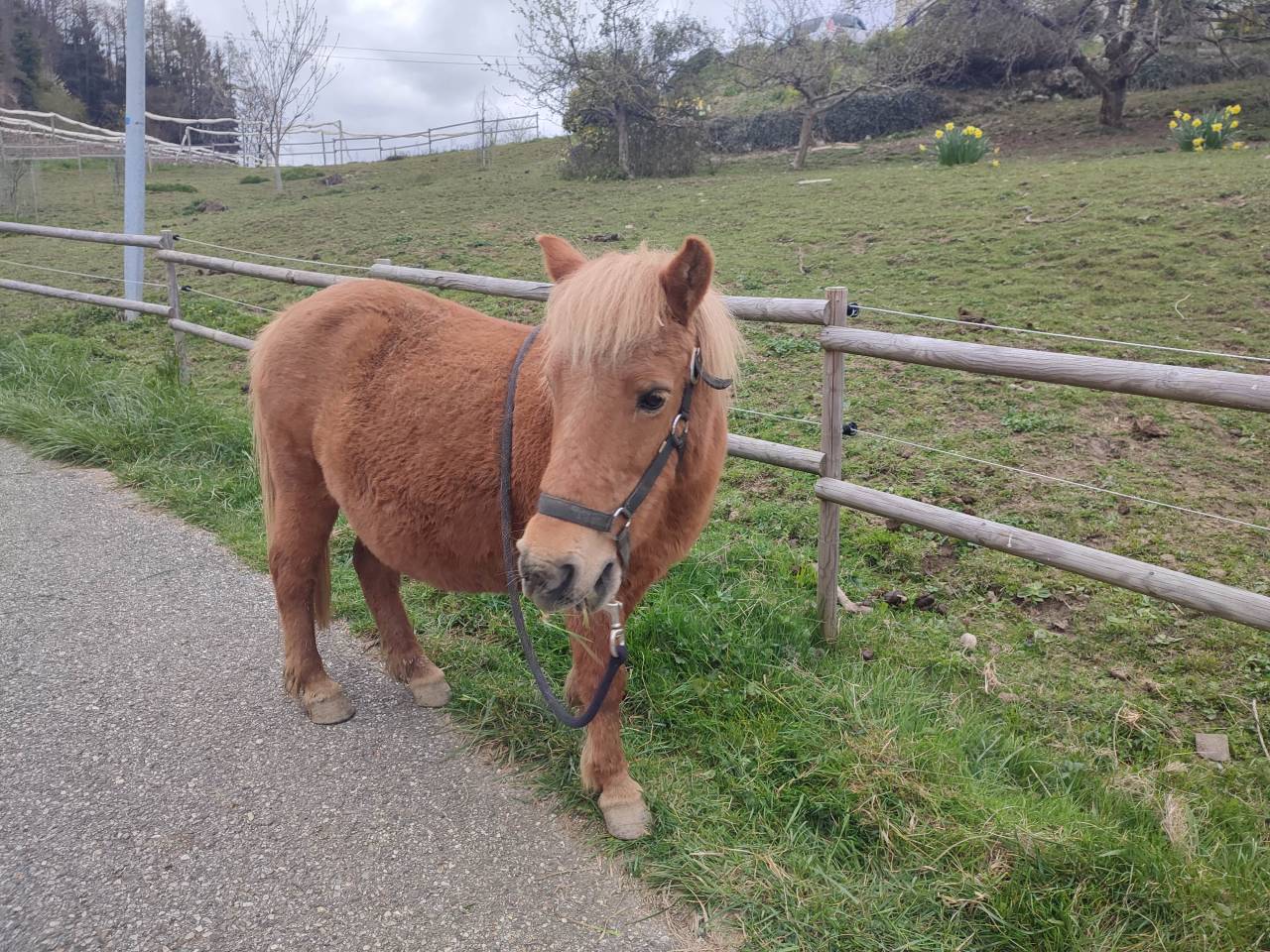 Merrie Bekend ras Te koop 2004 Donker bruin / bai