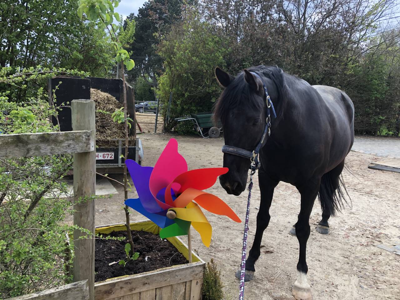 Ruin Arabisch halfbloed Te koop 2015 Zwart