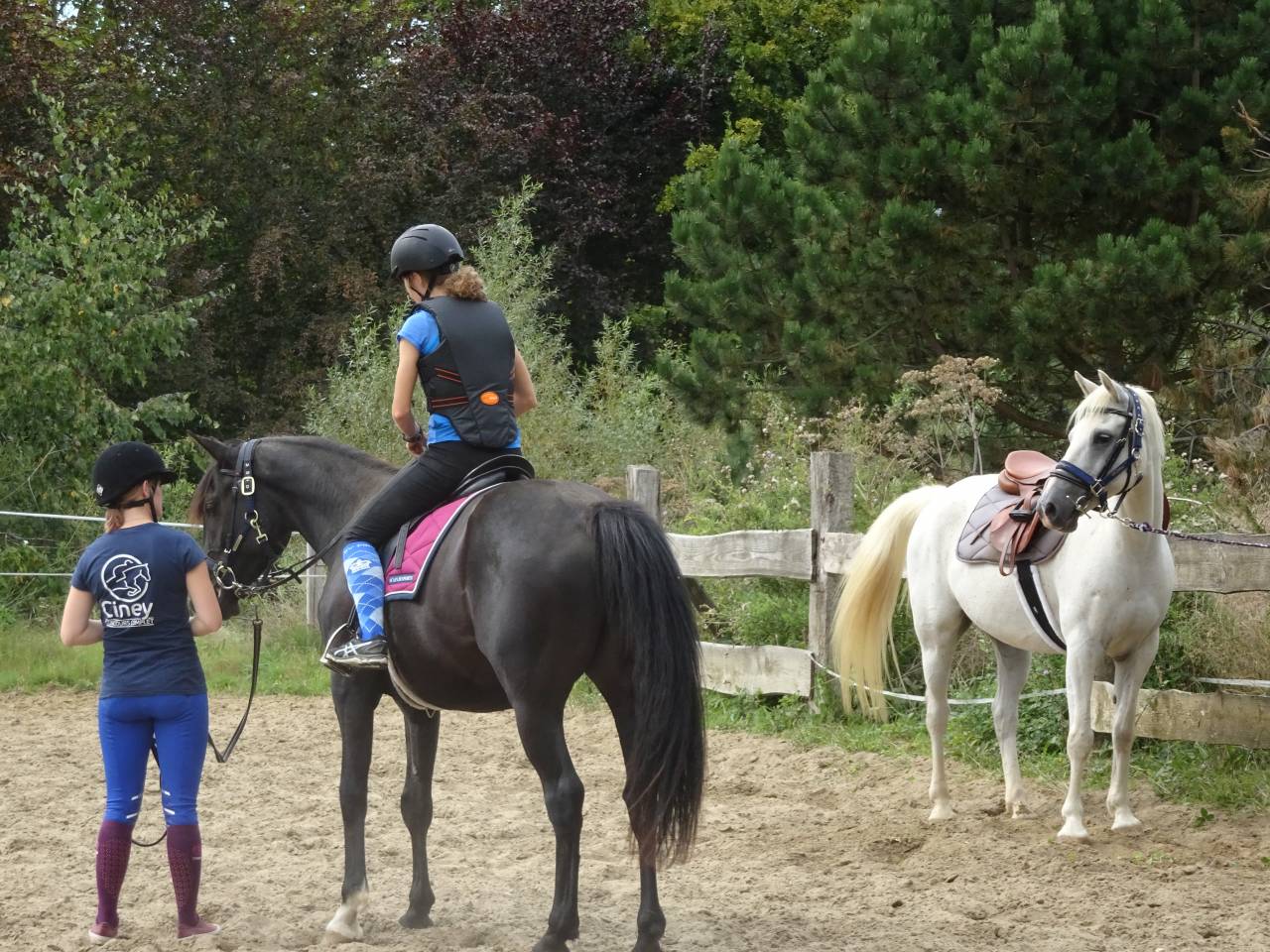 Ruin Arabisch halfbloed Te koop 2015 Zwart