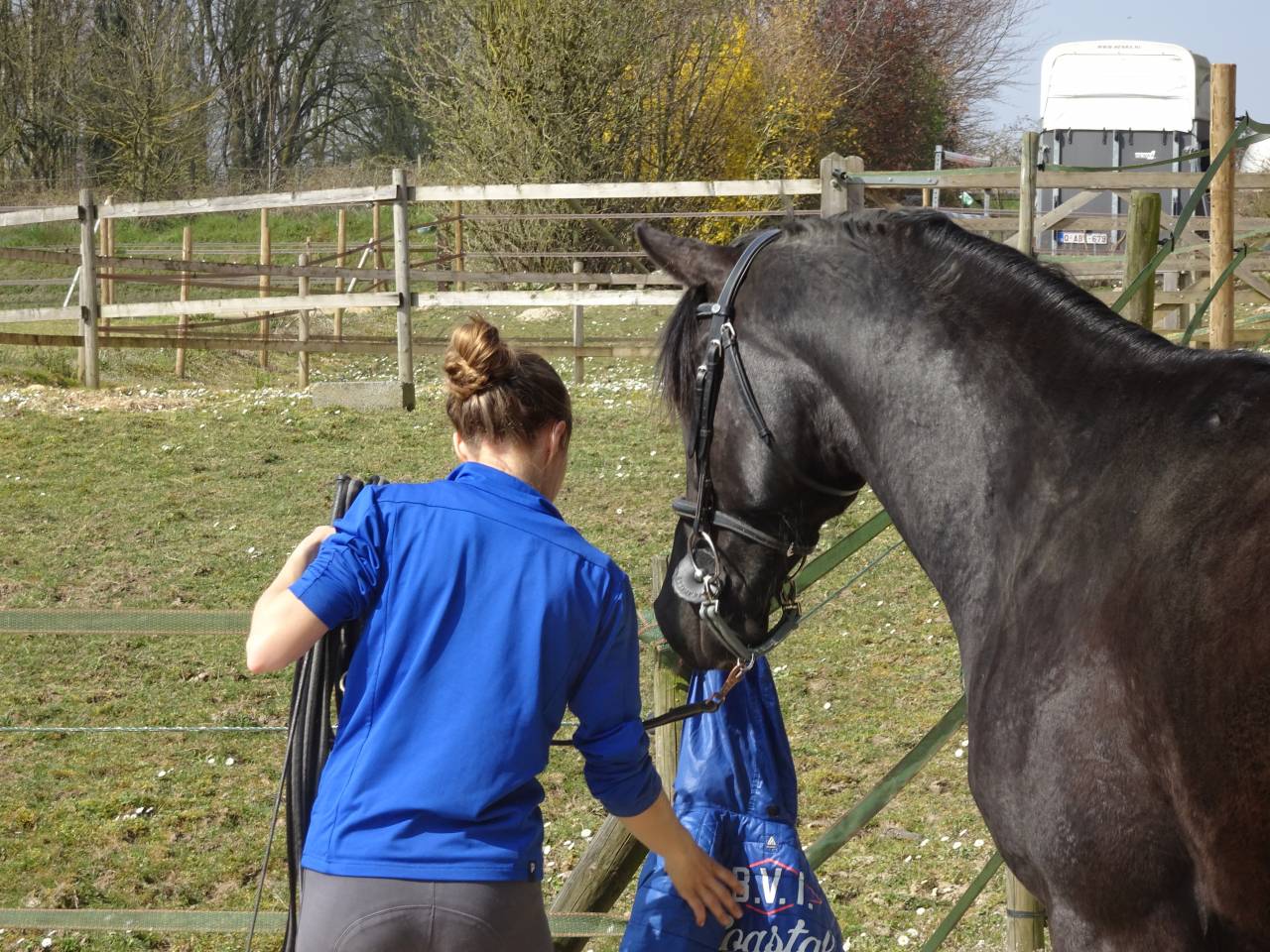Ruin Arabisch halfbloed Te koop 2015 Zwart
