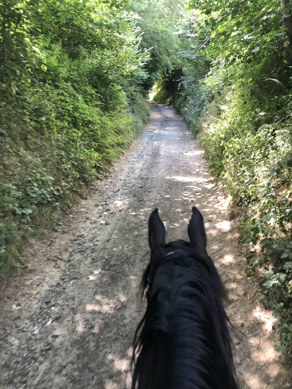 Ruin Arabisch halfbloed Te koop 2015 Zwart