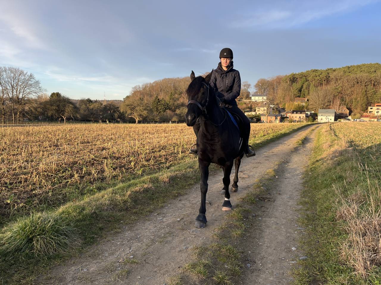 Ruin Arabisch halfbloed Te koop 2015 Zwart