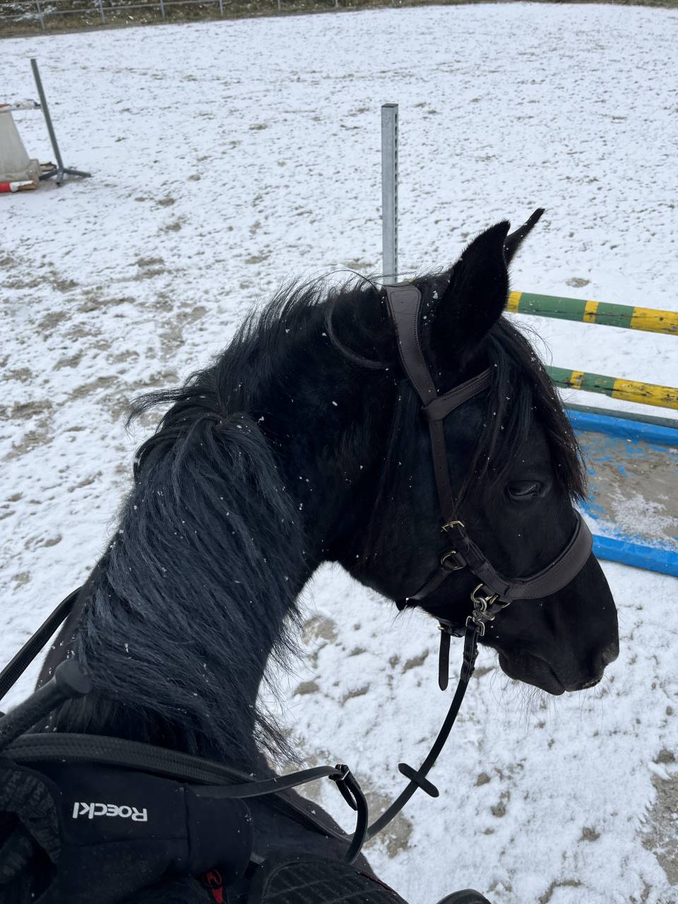 Ruin Arabisch halfbloed Te koop 2015 Zwart