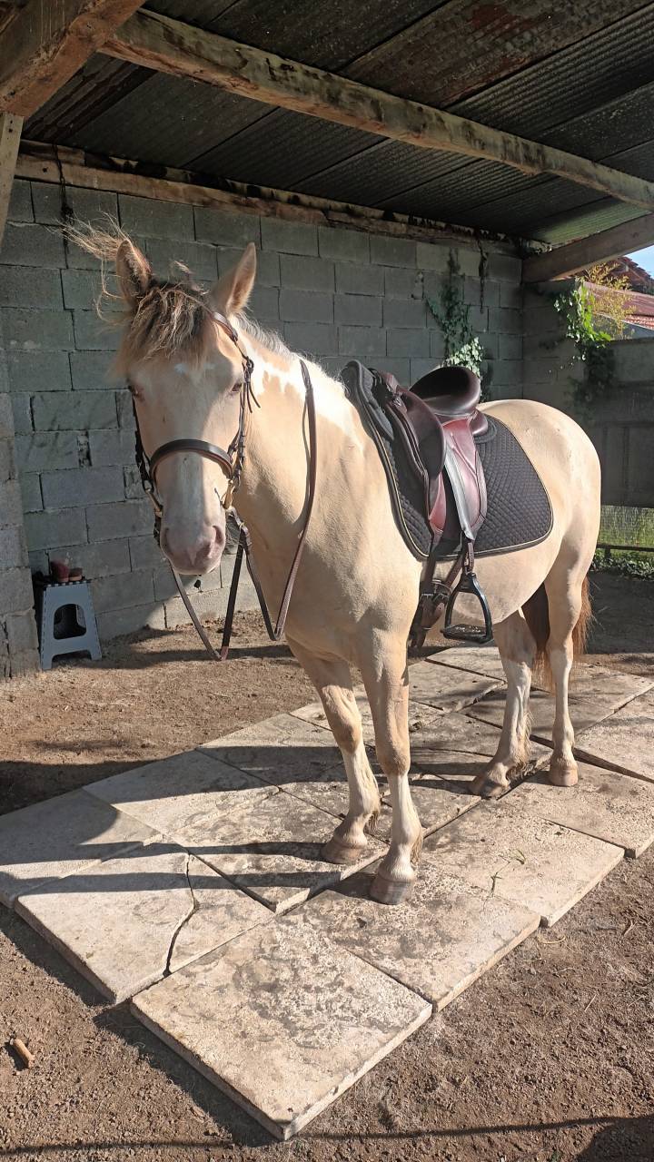 Ruin Ras onbekend Te koop 2022 Bont