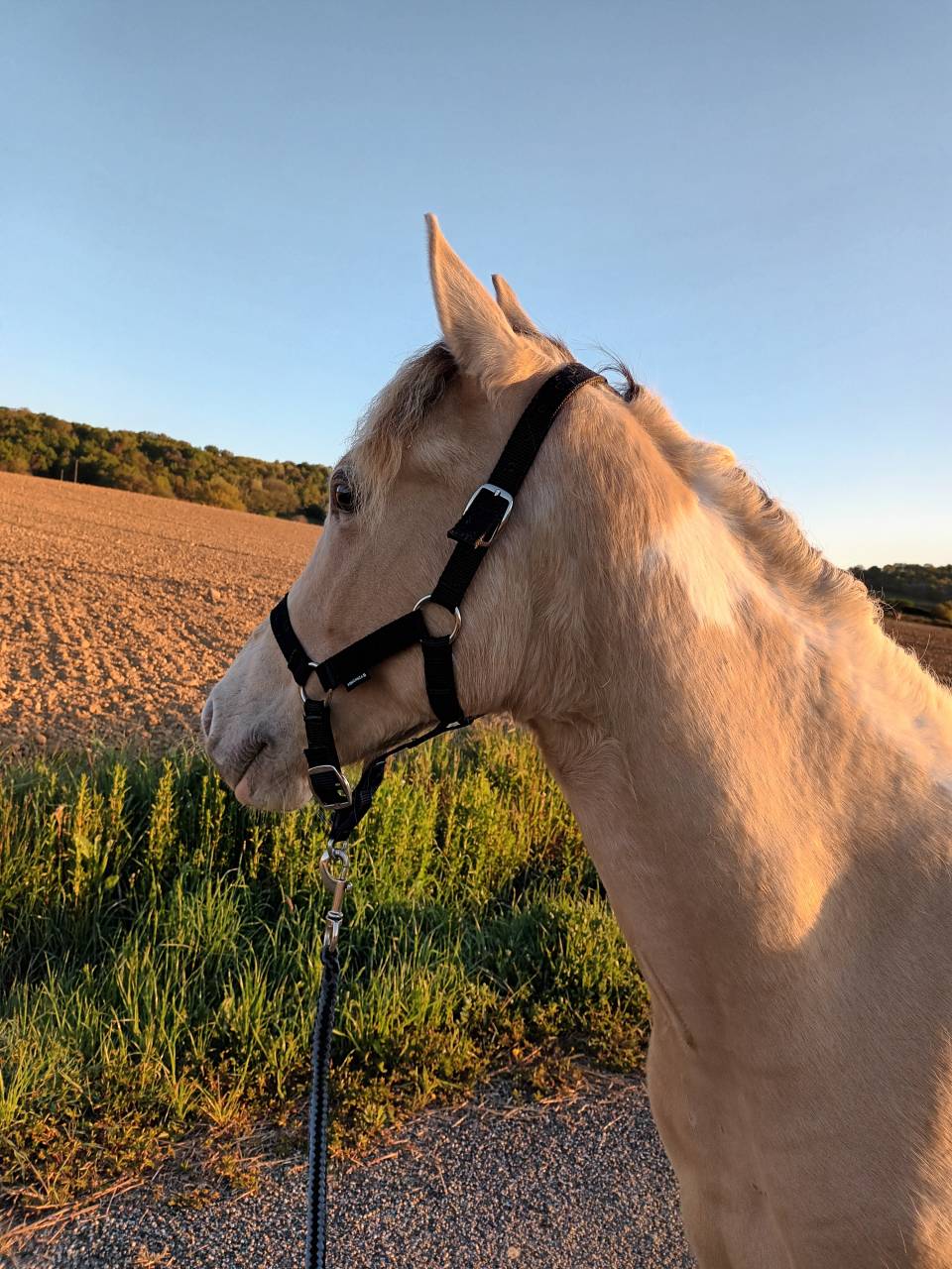 Ruin Ras onbekend Te koop 2022 Bont