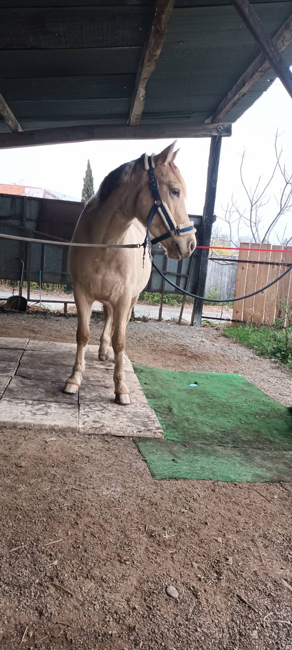 Ruin Ras onbekend Te koop 2022 Bont