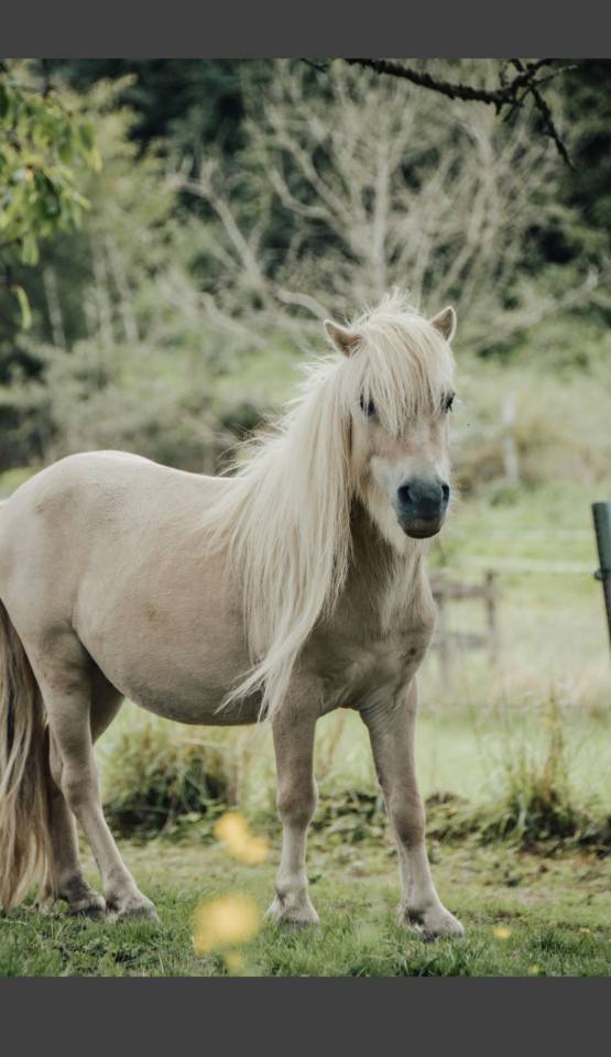 Dekhengst Shetland Te koop 2022 Overige kleuren ,  waston stjernens