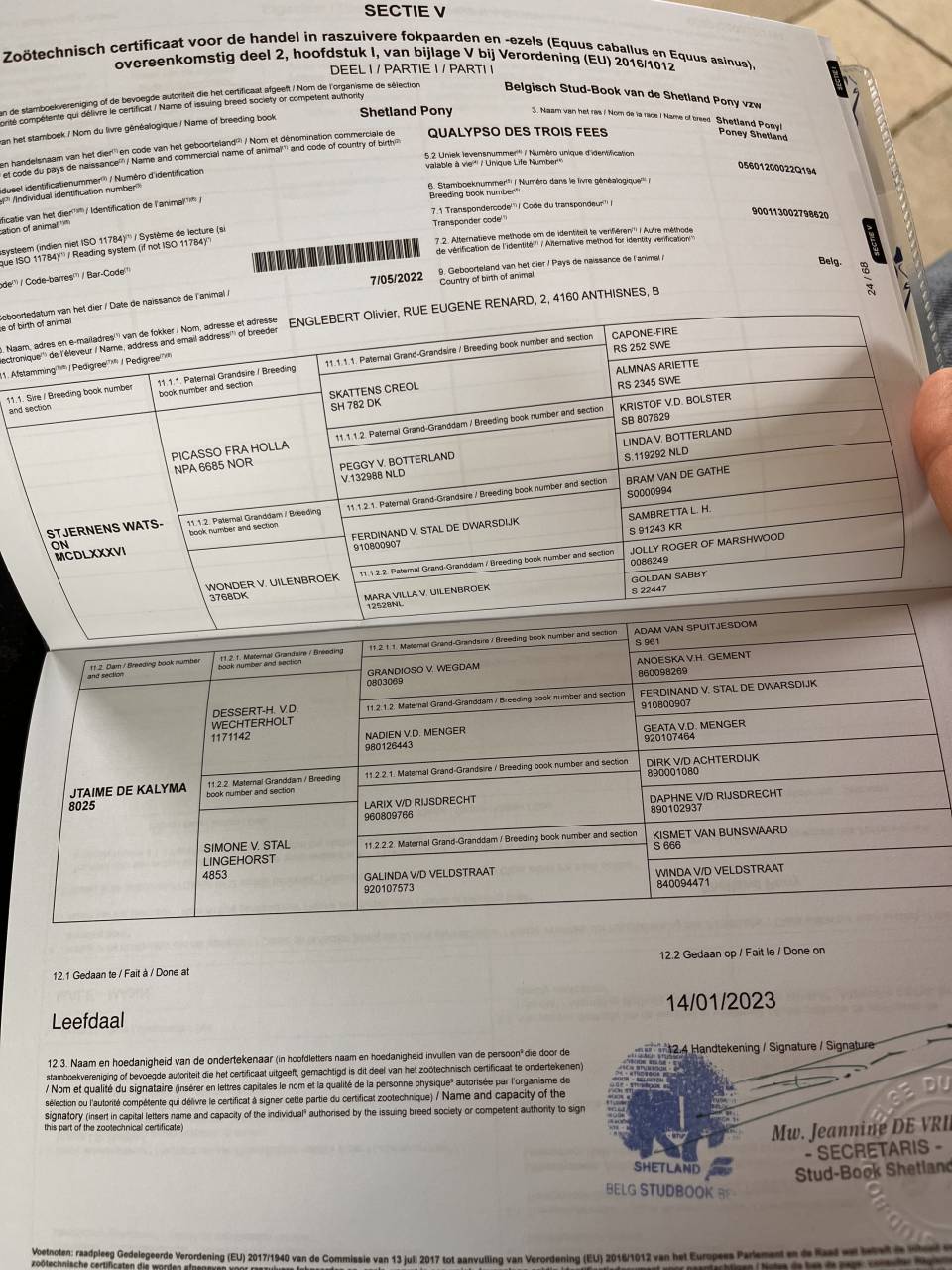 Dekhengst Shetland Te koop 2022 Overige kleuren ,  waston stjernens