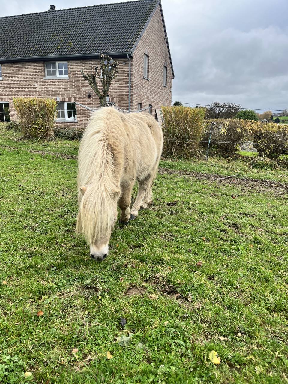 Dekhengst Shetland Te koop 2022 Overige kleuren ,  waston stjernens